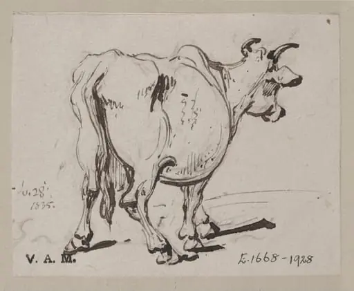 A cow seen from behind