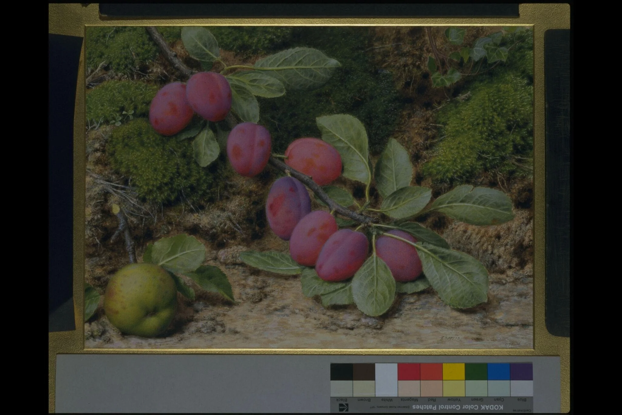 Branch of plums and an apple, by John Sherrin, watercolor, 1850