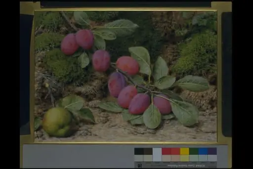 Branch of plums and an apple