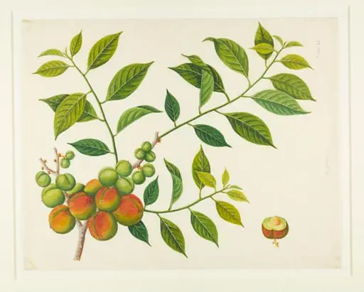 Prunes