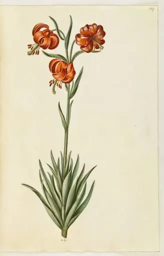Lilium pomponium (pompon-lilje)
