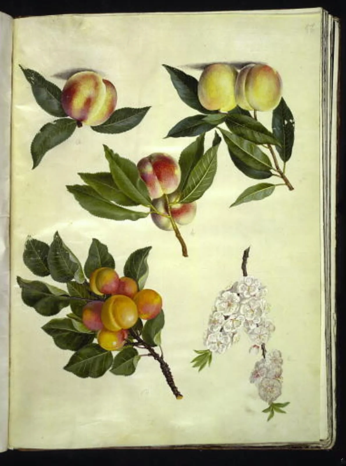 Prunus persica (fersken); Prunus armeniaca (almindelig abrikos), by Unknown, unspecified, 1654