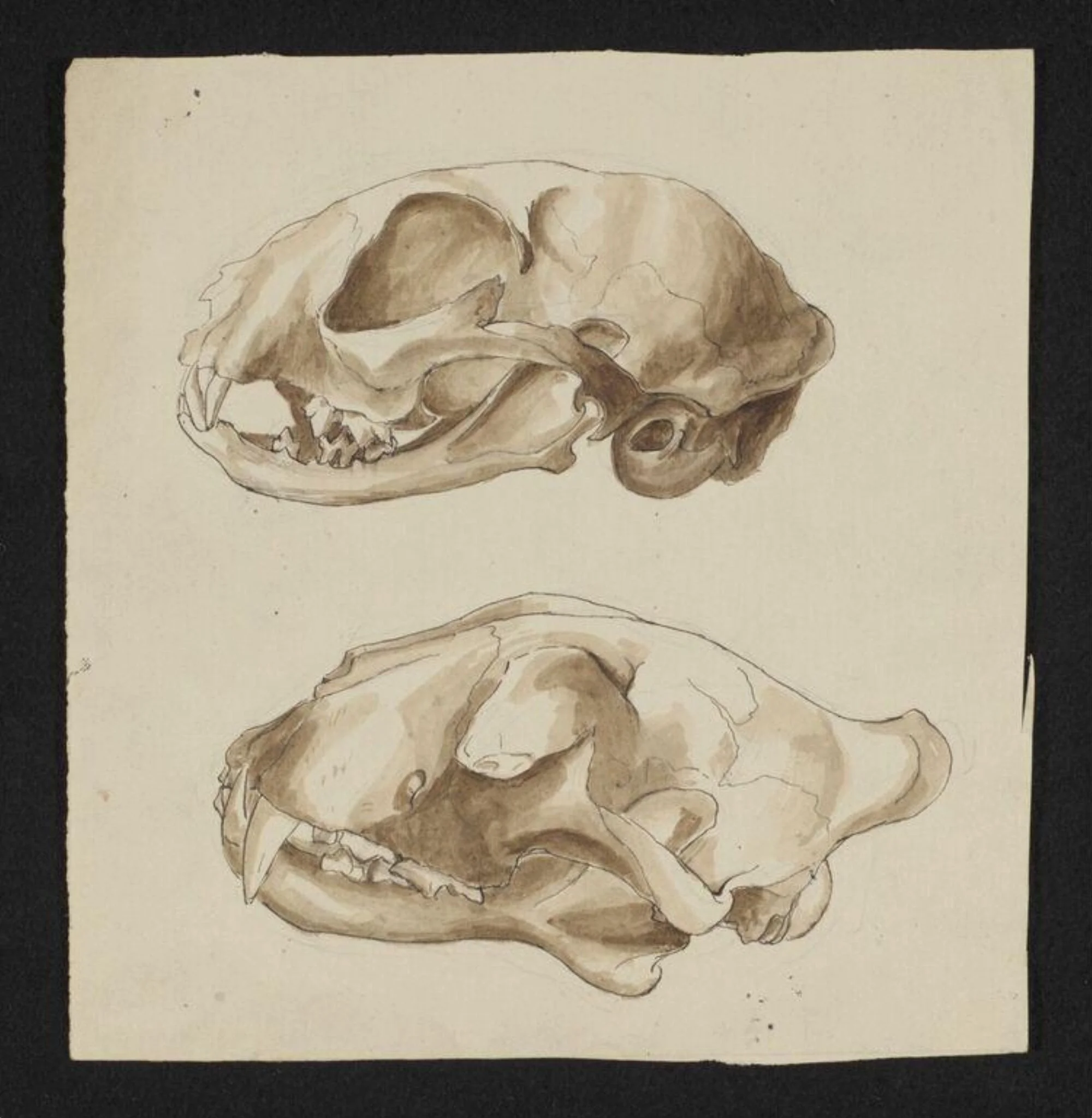 Untitled, by Beatrix Potter, watercolor, 1895
