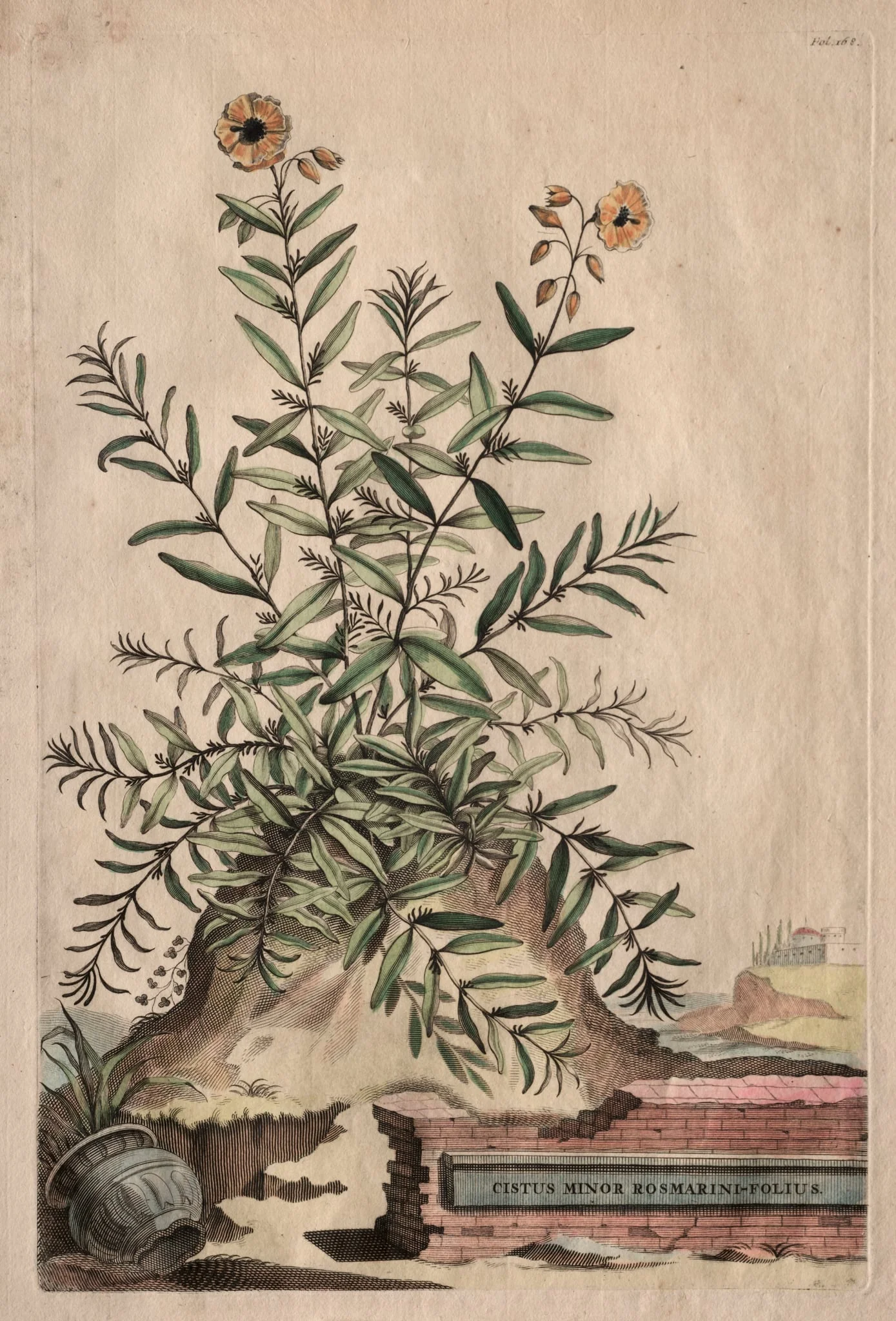 Phytographia Curiosa:  Cistus Minor Rosmarini-Folius, by Abraham Munting, 1667