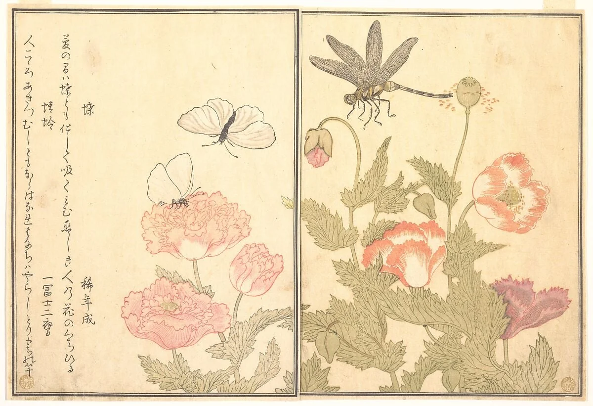 『画本虫撰』   「蝶」「蜻蛉」|Butterfly (Chō); Dragonfly (Kagerō or Tonbo), from the Picture Book of Crawling Creatures (Ehon mushi erami), by Kitagawa Utamaro, ink, 1788