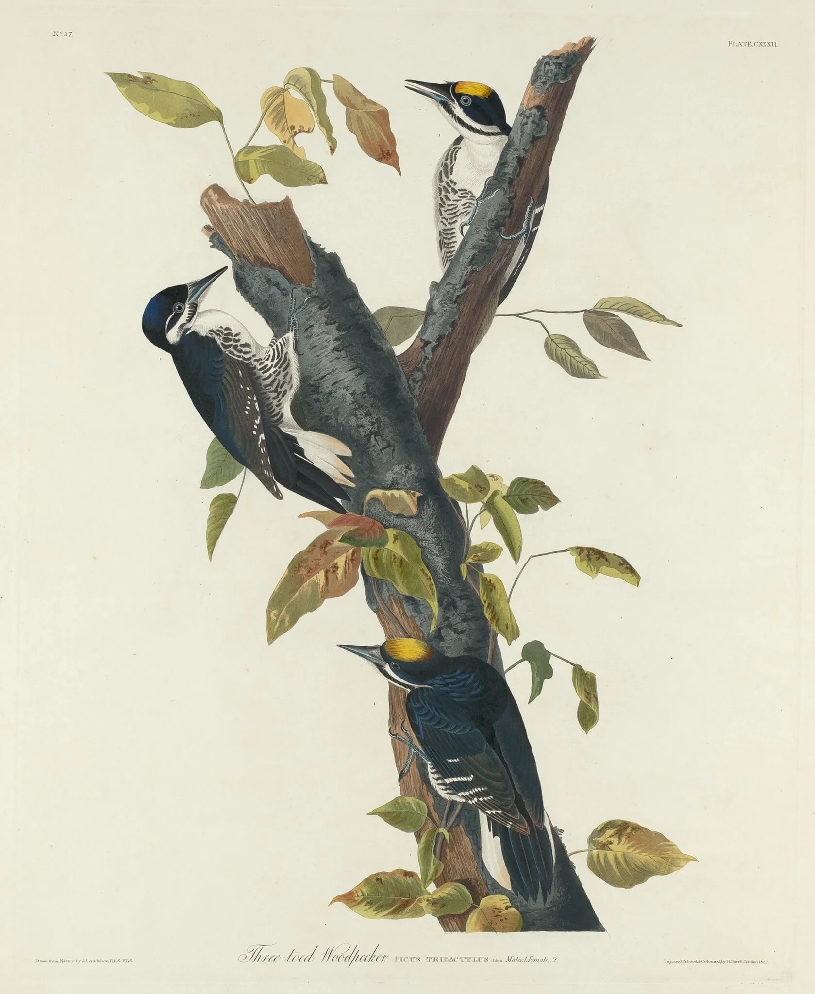 Three-Toed Woodpecker