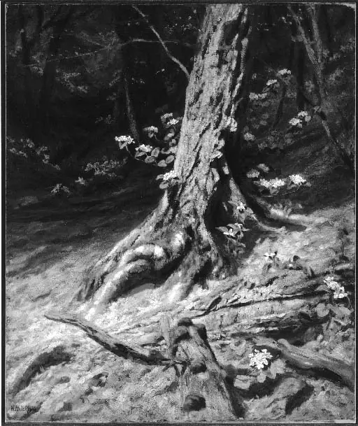 Interior of a Wood: The Past and the Present
