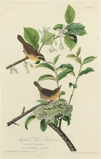 Maryland Yellow Throat