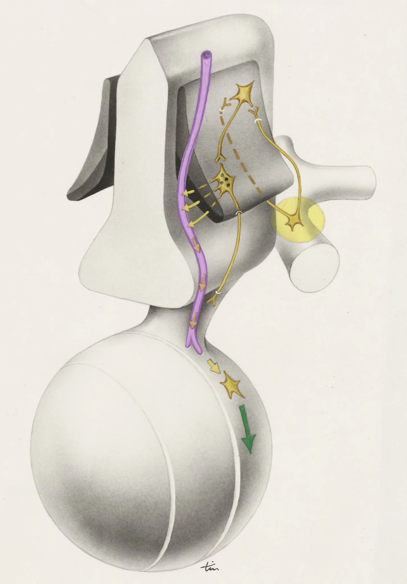 Part of the central nervous system, by J Tinkelenberg, unspecified, 1970