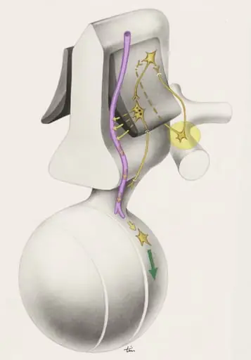 Part of the central nervous system