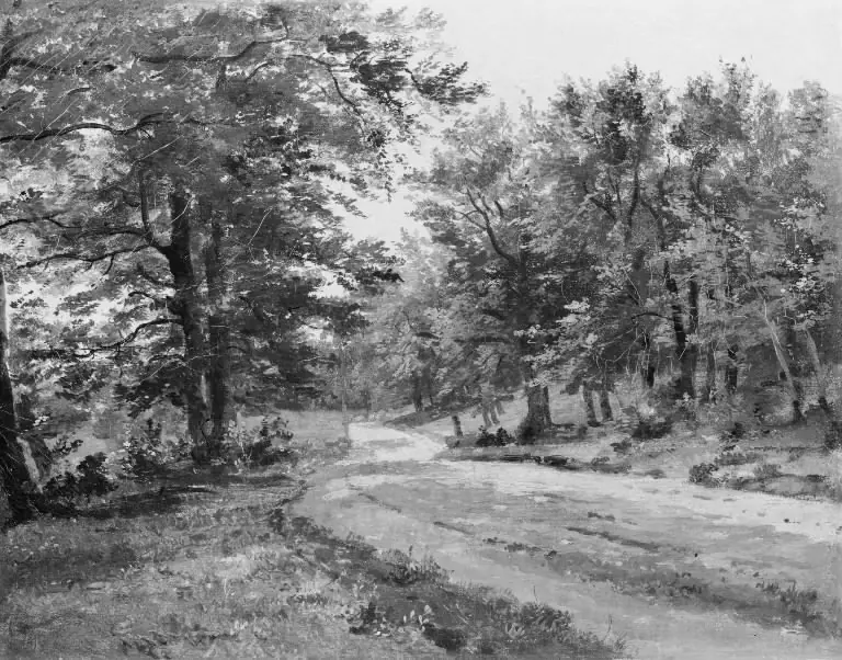 A Road in a Forest