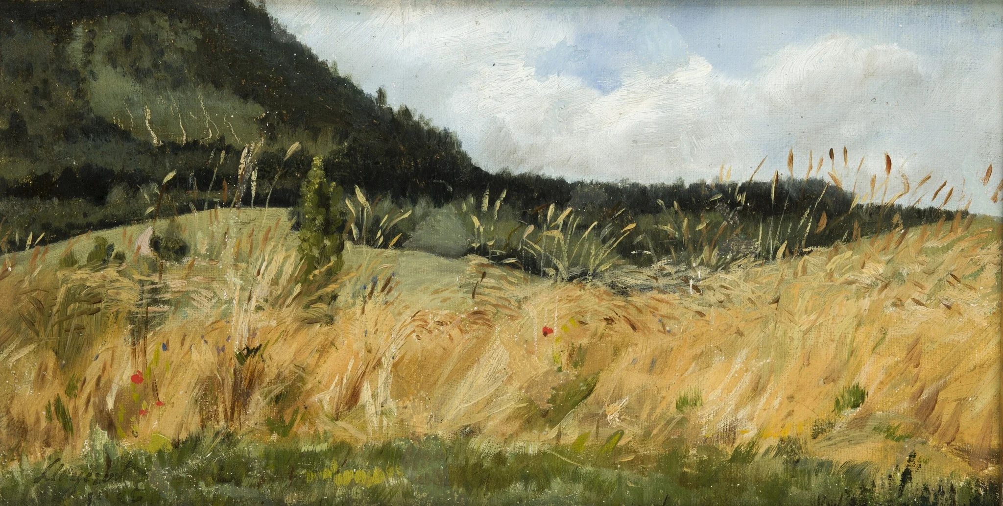 Corn-Field