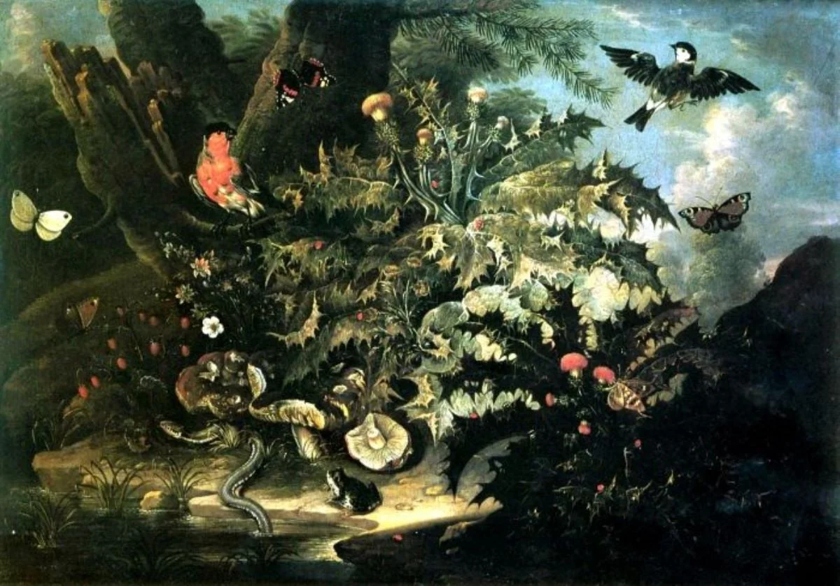 Natură moartă cu năpârcă; pandant: Natură moartă cu broască, by Franz Michael Siegmund von Purgau, unspecified