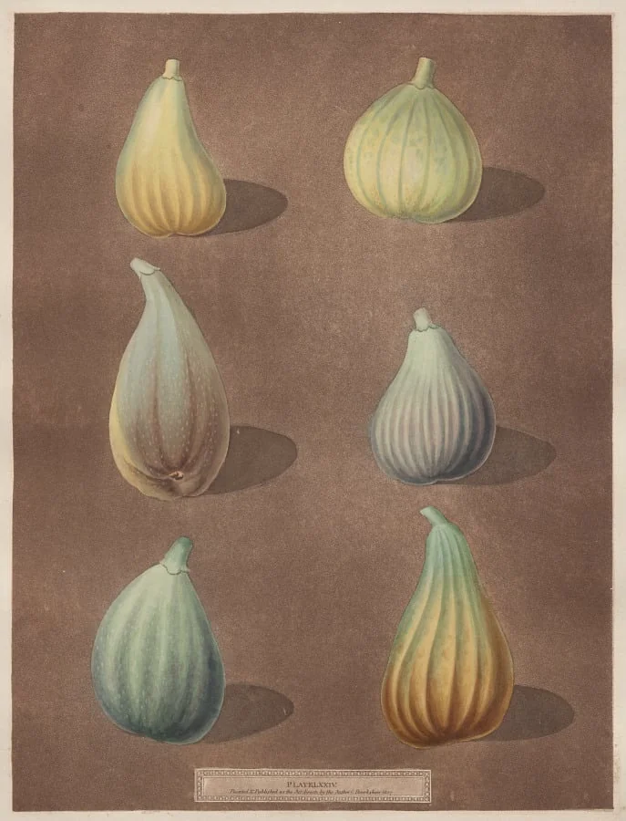 Pomona Britannica: No. 74 - Figs