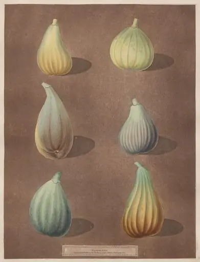 Pomona Britannica: No. 74 - Figs