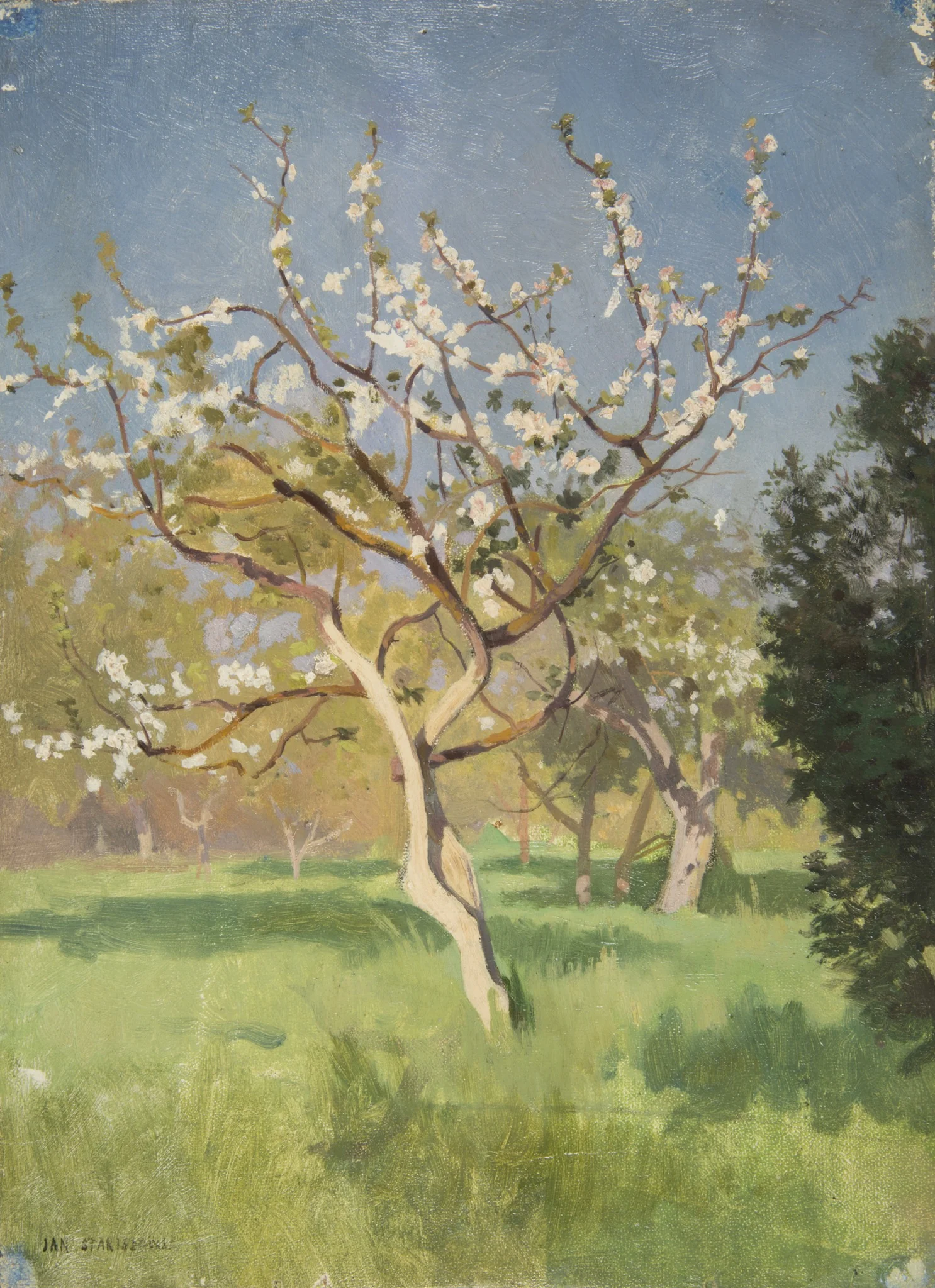 Apple-Tree in Blossom