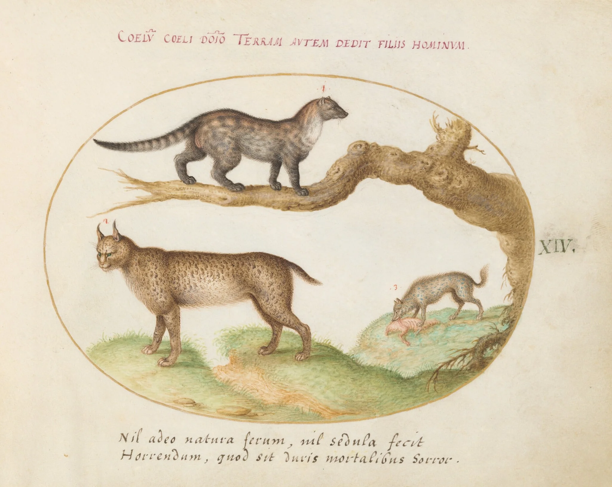 Plate 14: A Civet, a Lynx, and a Hyena Eating a Dog, by Joris Hoefnagel, gouache, 1594