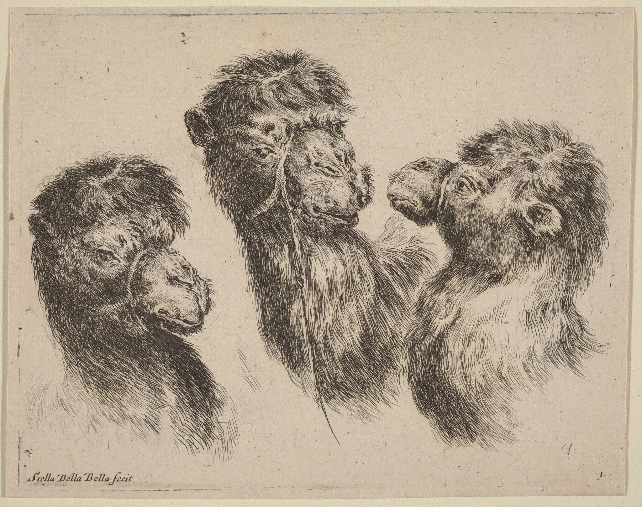 Three Camel Heads, by Stefano Della Bella, ink, 1649