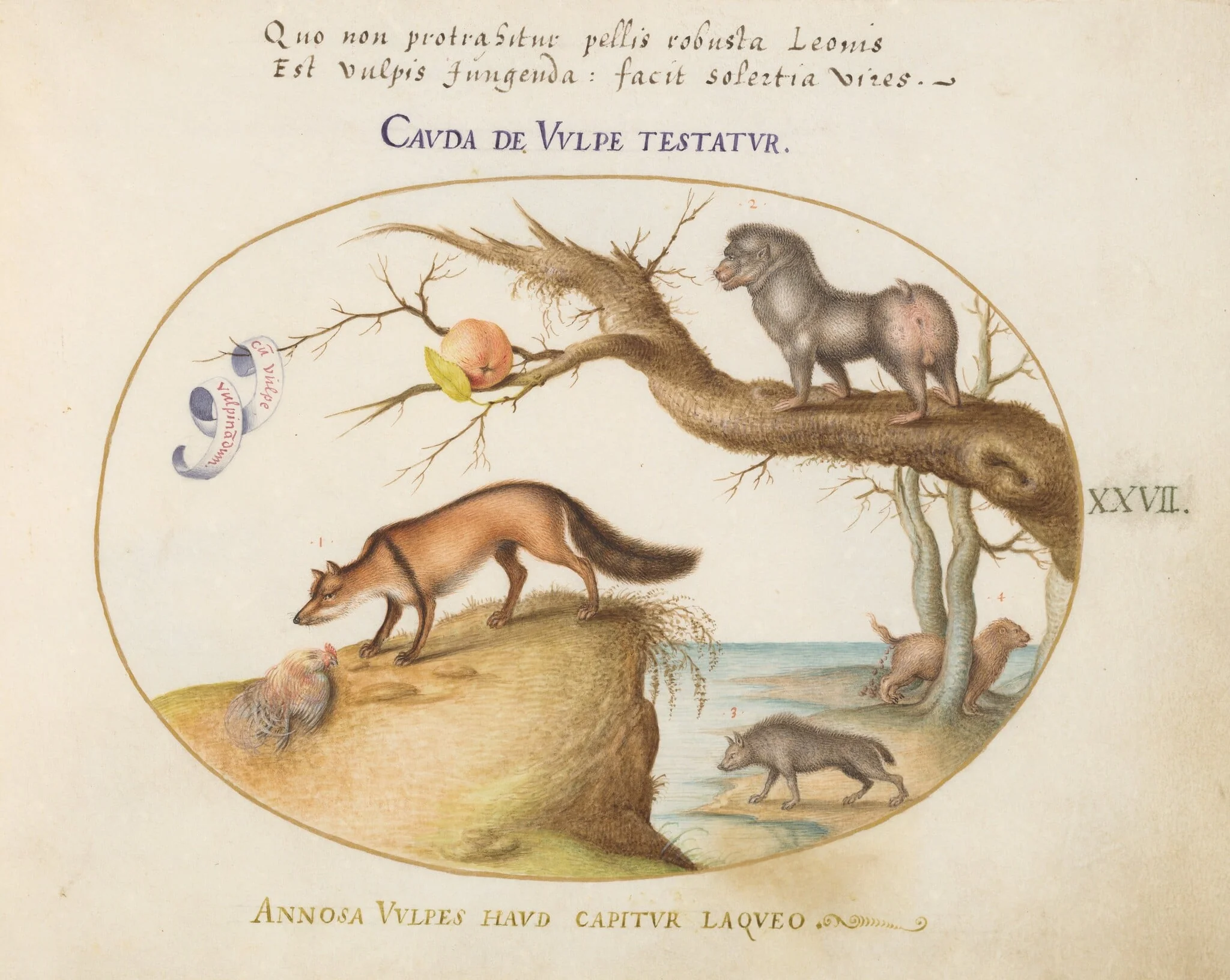 Plate 27: A Cross Fox, a Hyena/Baboon, a "Sea Wolf," and a Gulon (Wolverine?), by Joris Hoefnagel, gouache, 1594