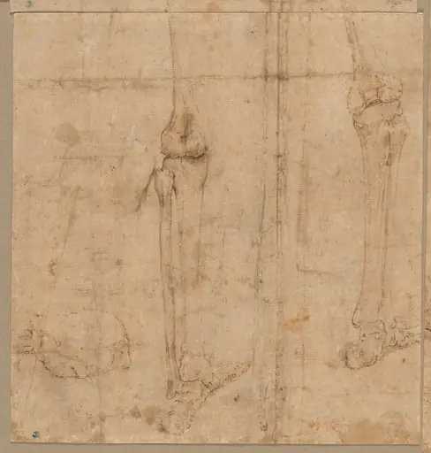 Lower Half of Skeleton from the Back
