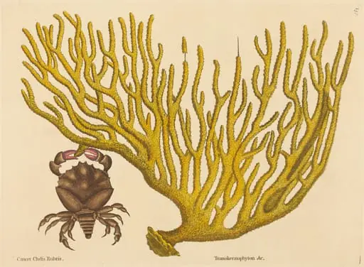 The Red Clawed Crab (Cancer erythropus)