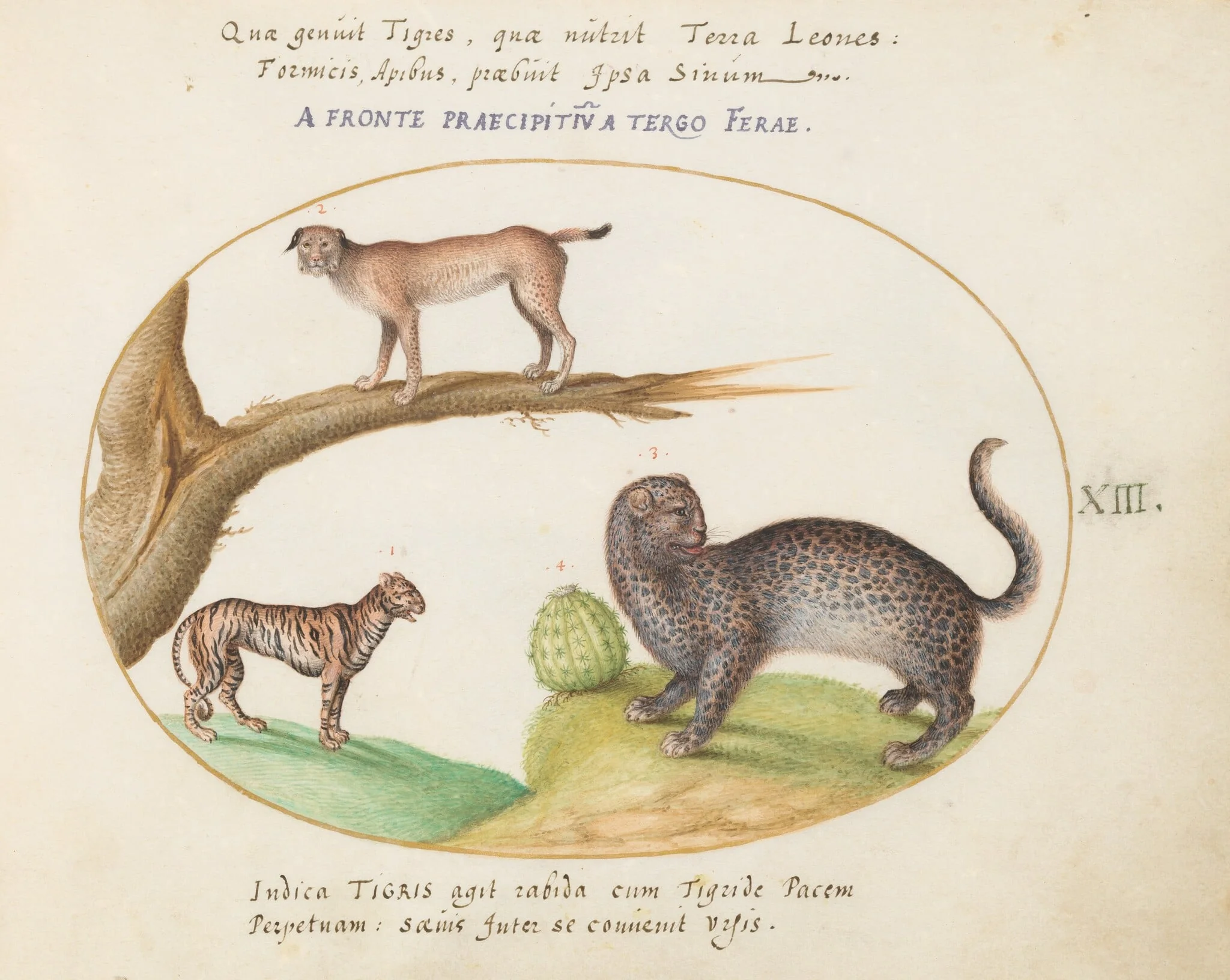 Plate 13: A Tiger, a Lynx, and a Jaguar(?), by Joris Hoefnagel, gouache, 1594