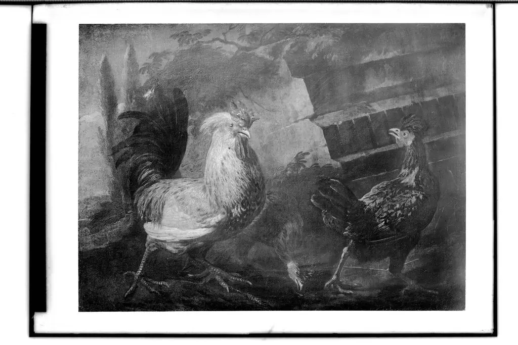 Rooster and hens