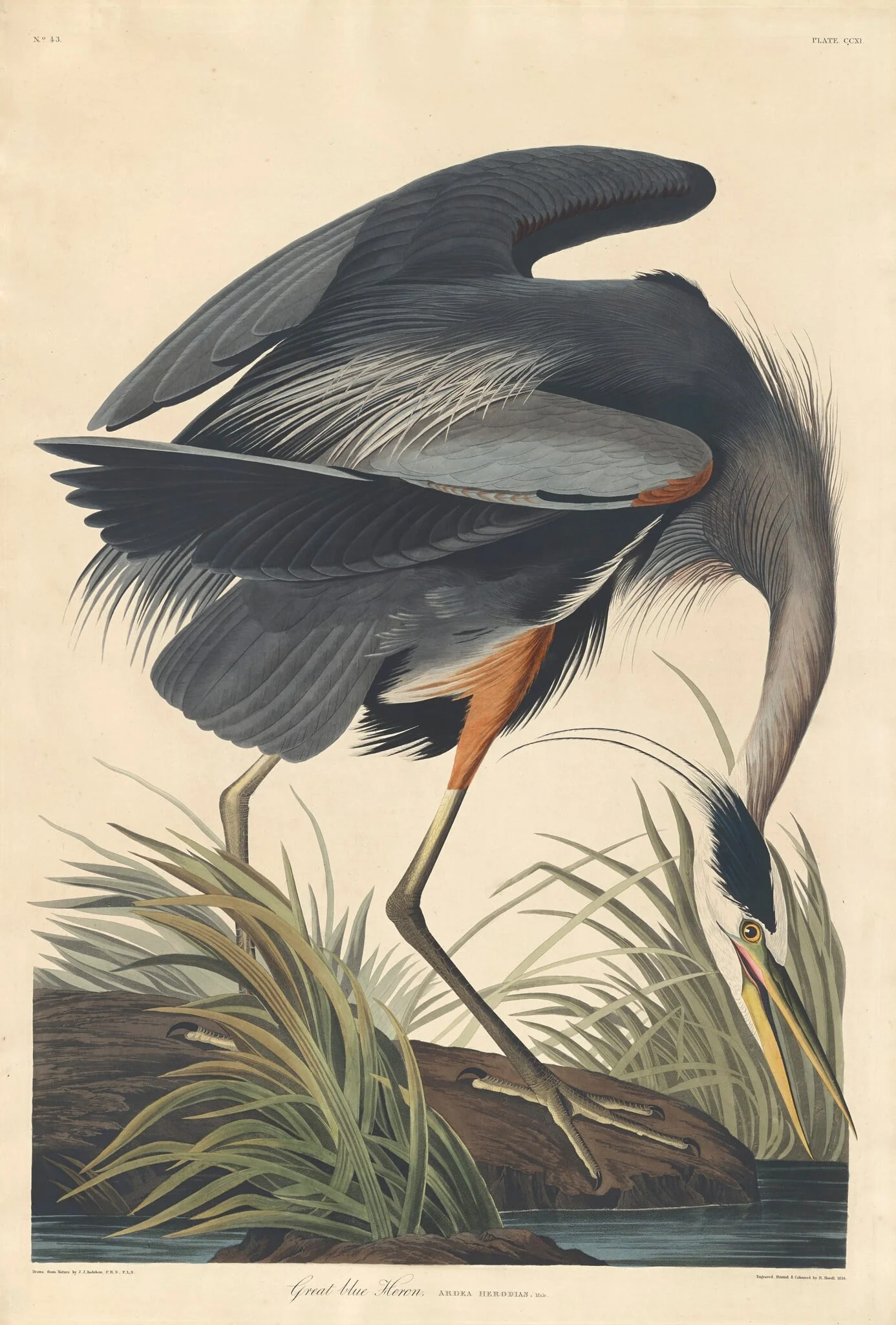 Great blue Heron, by Robert Havell Jr., ink, 1834