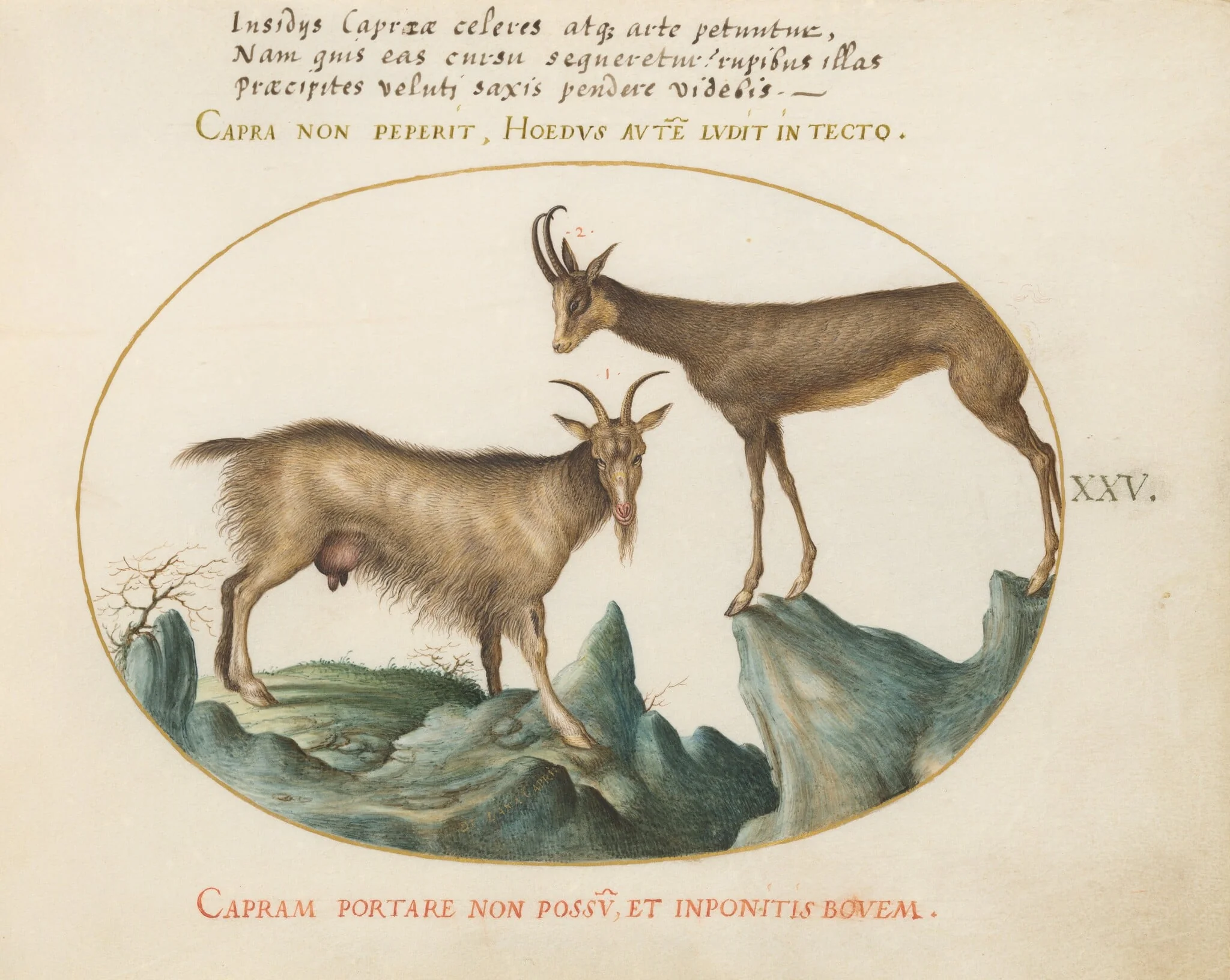 Plate 25: Two Wild Goats, by Joris Hoefnagel, gouache, 1594