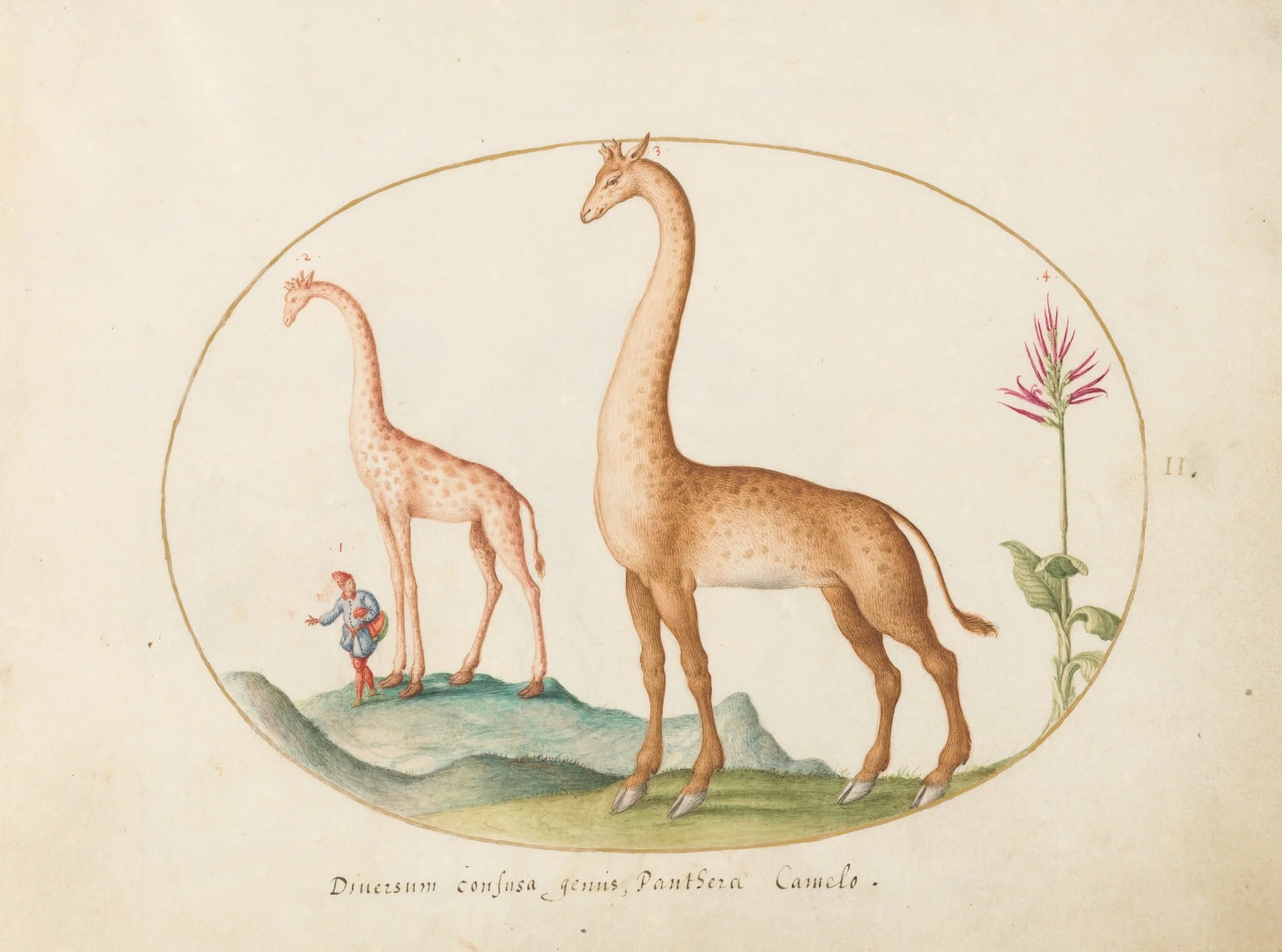 Plate 2: Two Giraffes with an Attendant, by Joris Hoefnagel, gouache, 1594