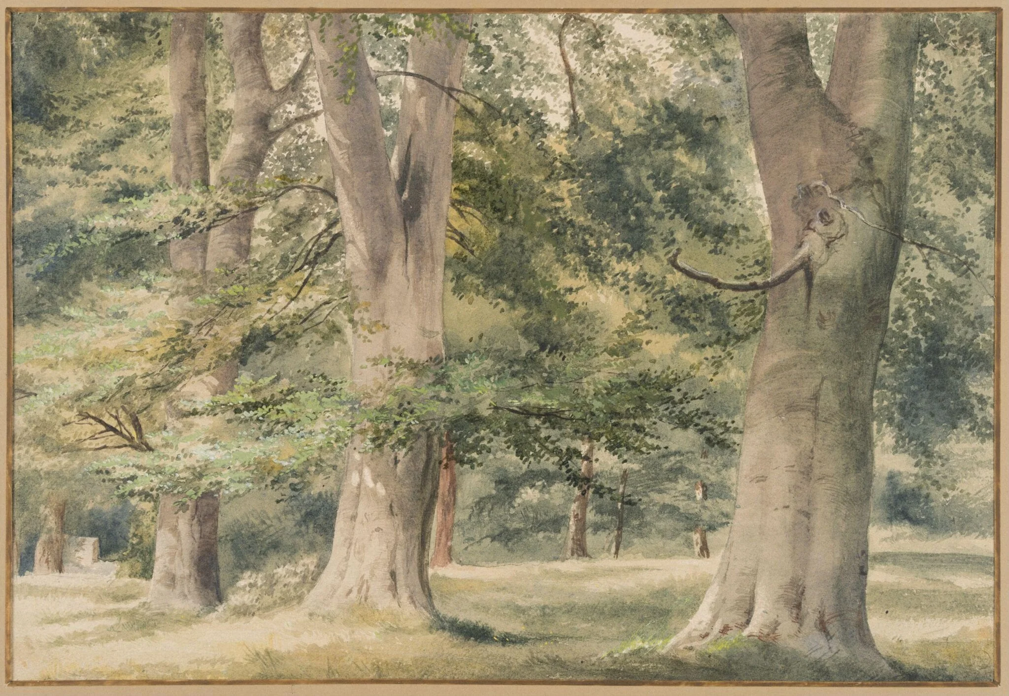 Beech Trees