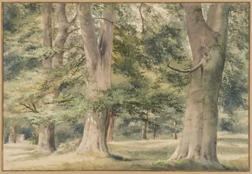 Beech Trees
