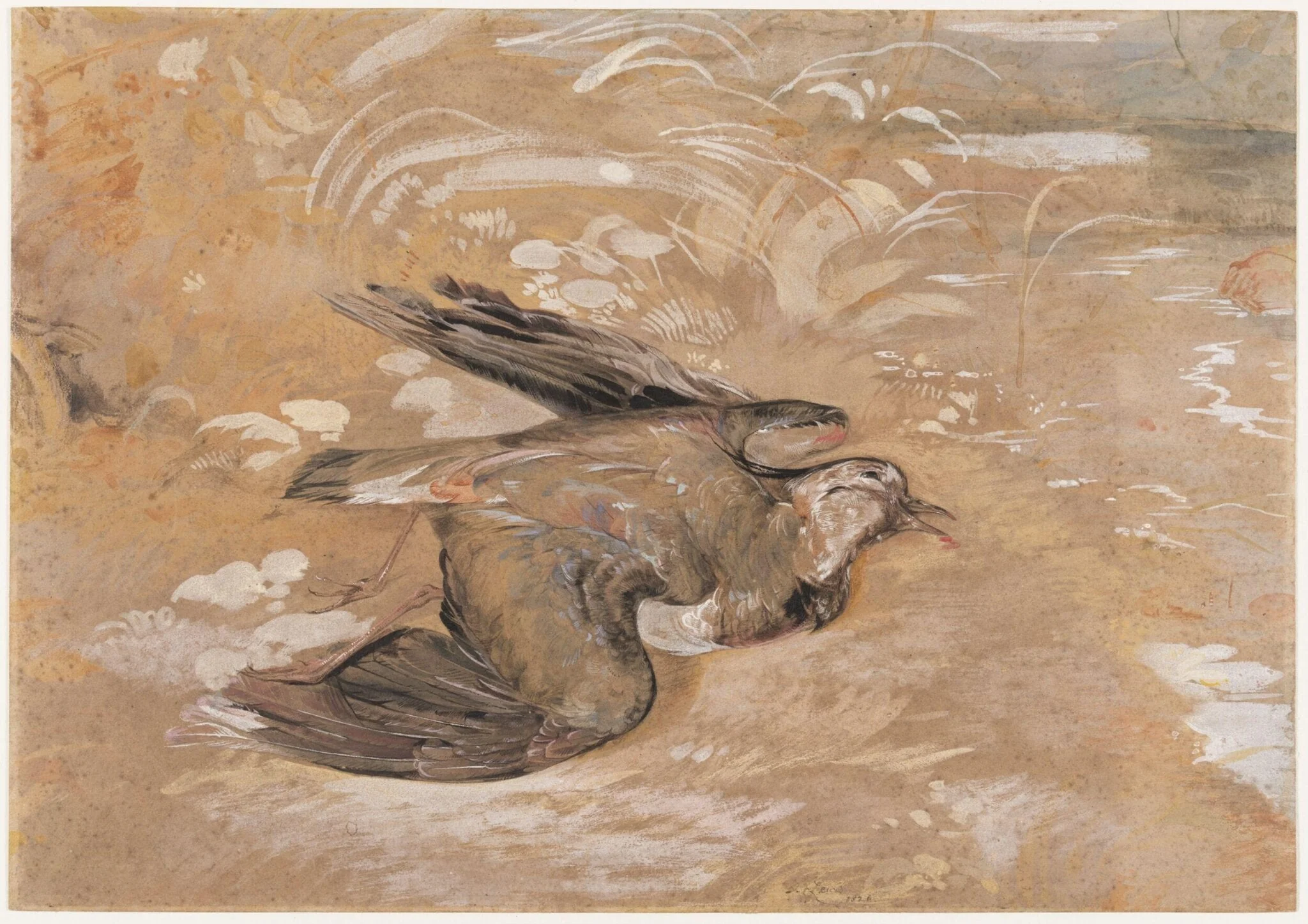 Study of a dead lapwing, by John Frederick Lewis, watercolor, 1826