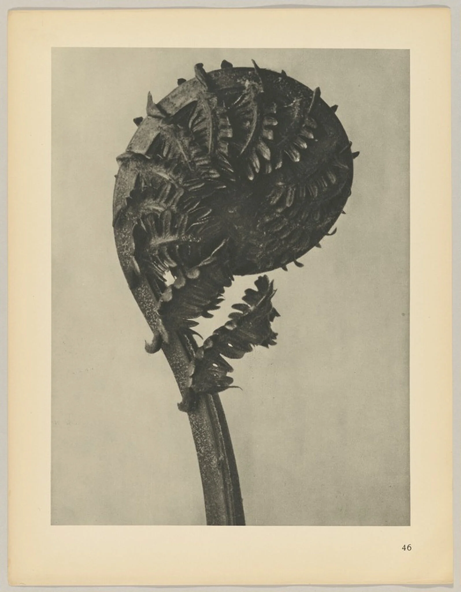 Struthiopteris germanica, by Karl Blossfeldt, 1928