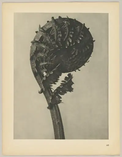 Struthiopteris germanica