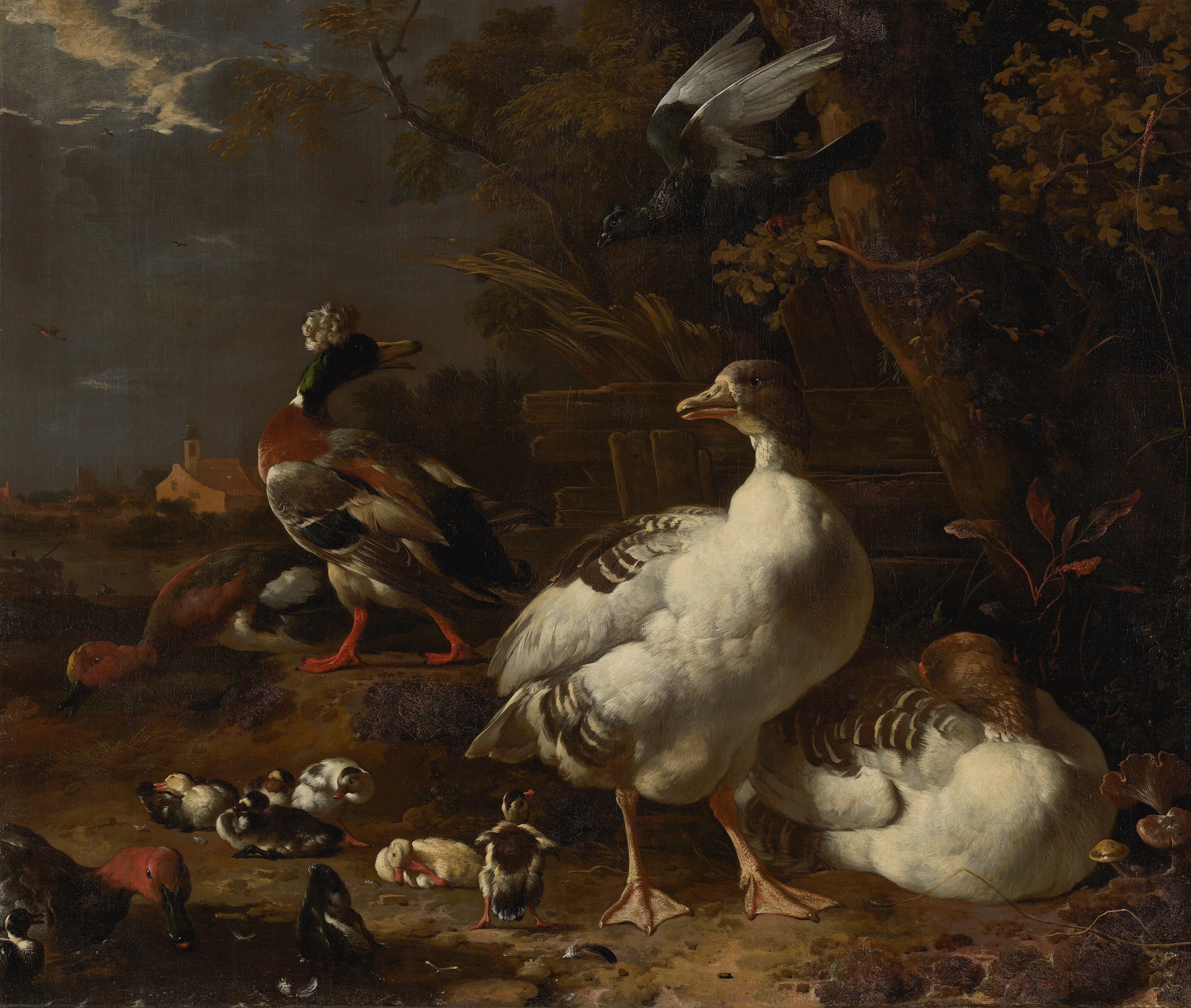 Geese and Ducks