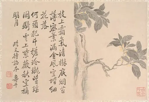 清　仿惲壽平　桂花圖　冊頁|Cassia Tree