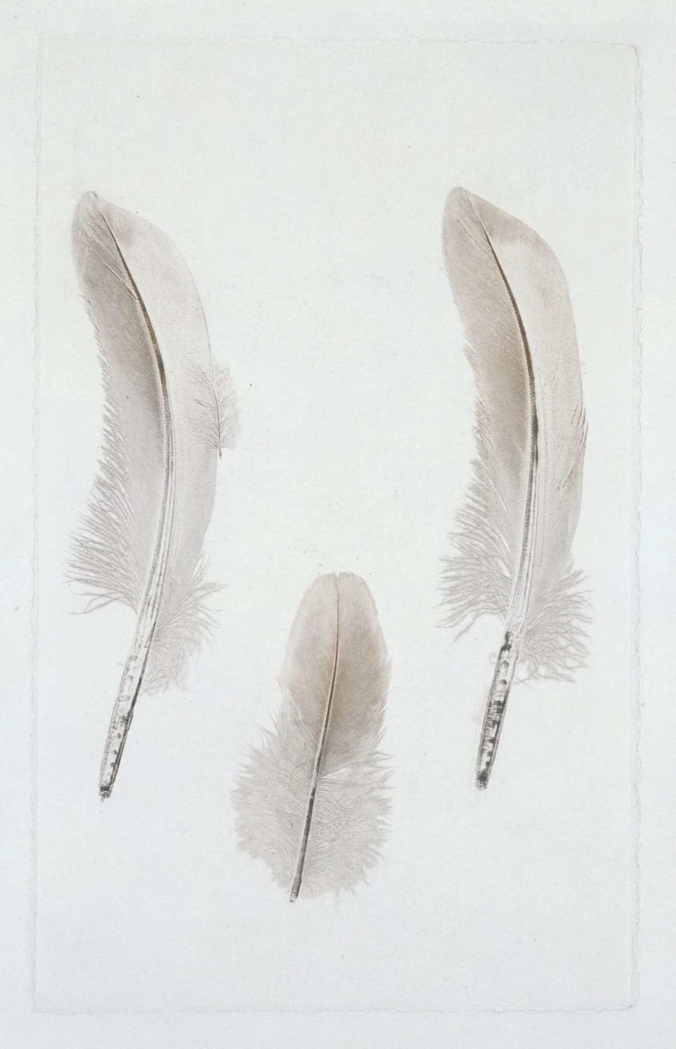 Nature print, by William Costen Aitken, 1850