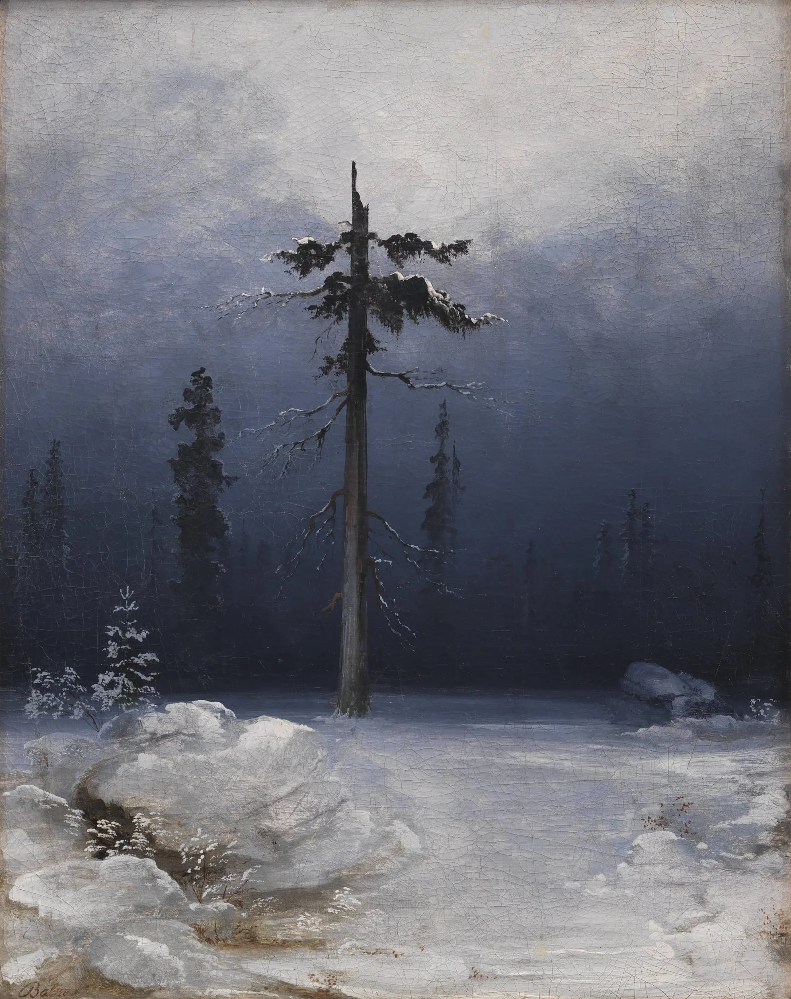 Tree in a Wintry Forest