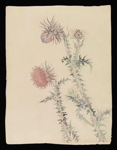 Two pink thistle plants