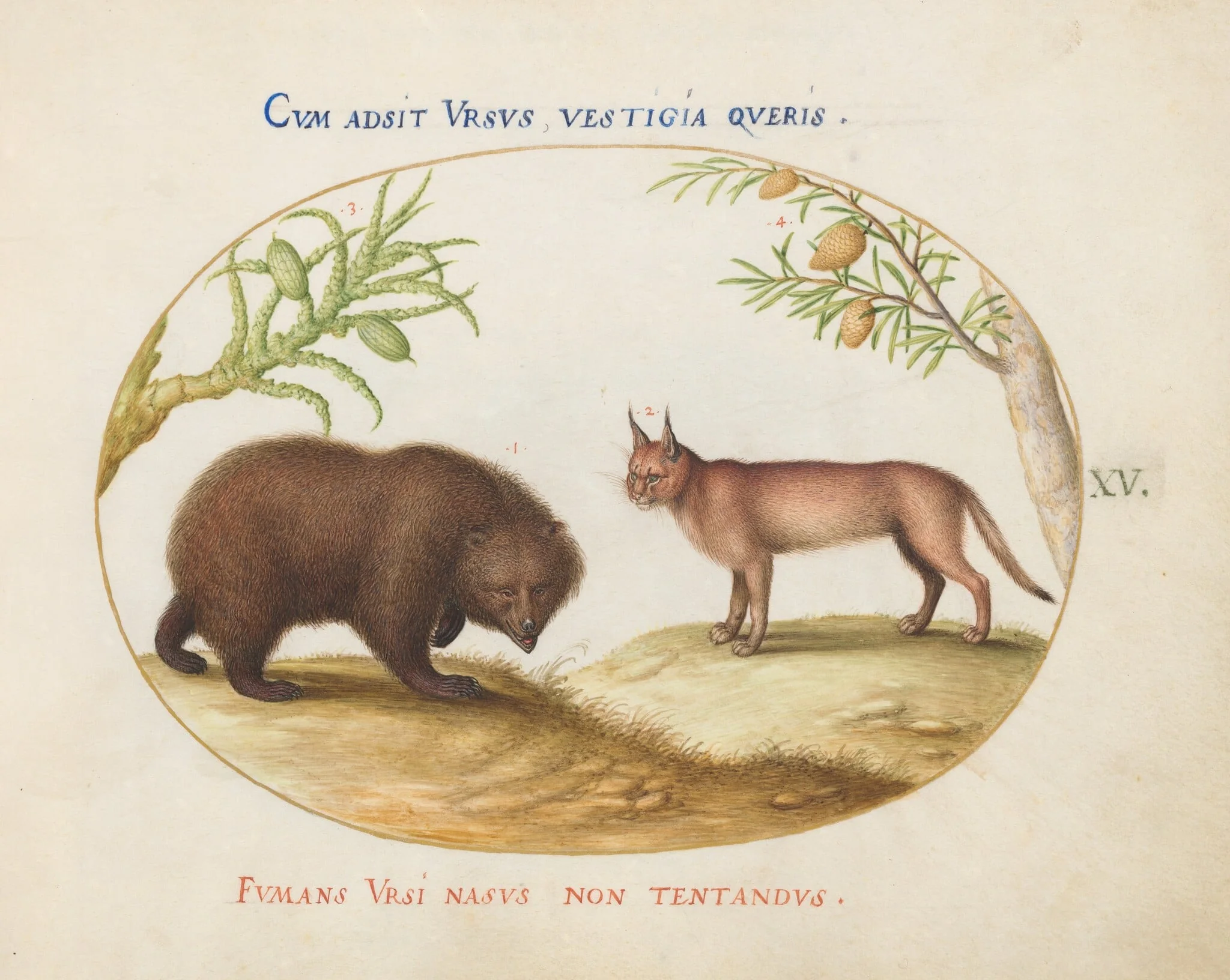 Plate 15: A Bear and a Lynx(?), by Joris Hoefnagel, gouache, 1594