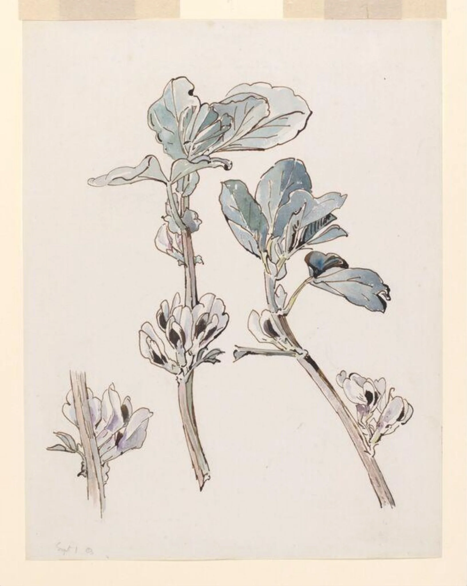 Broad bean in flower