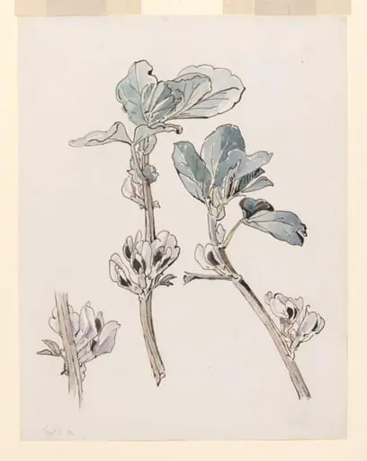 Broad bean in flower