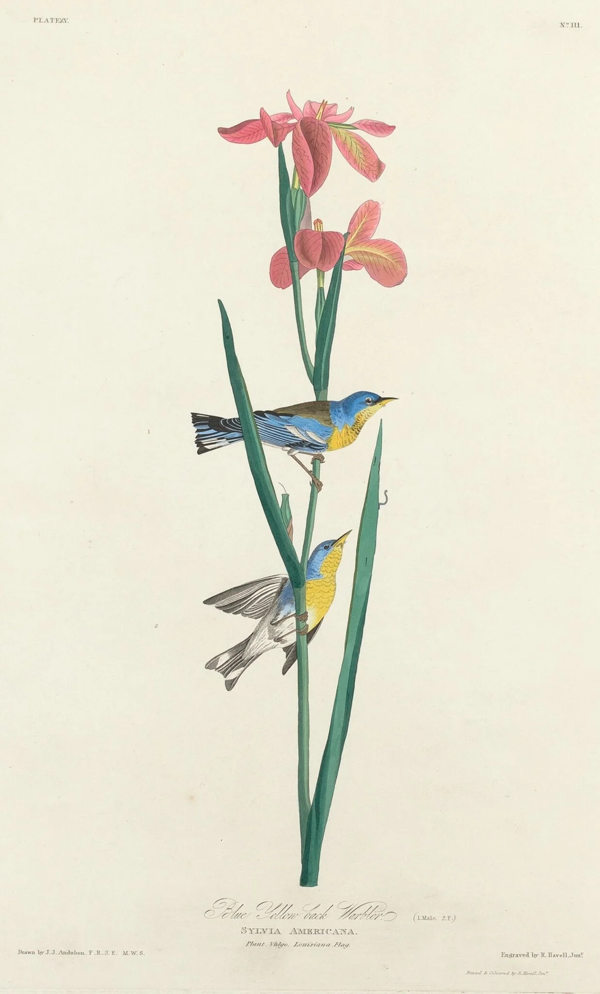 Blue Yellow-backed Warbler, by Robert Havell Jr., ink, 1827