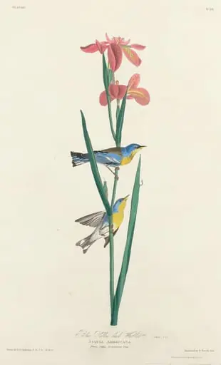 Blue Yellow-backed Warbler