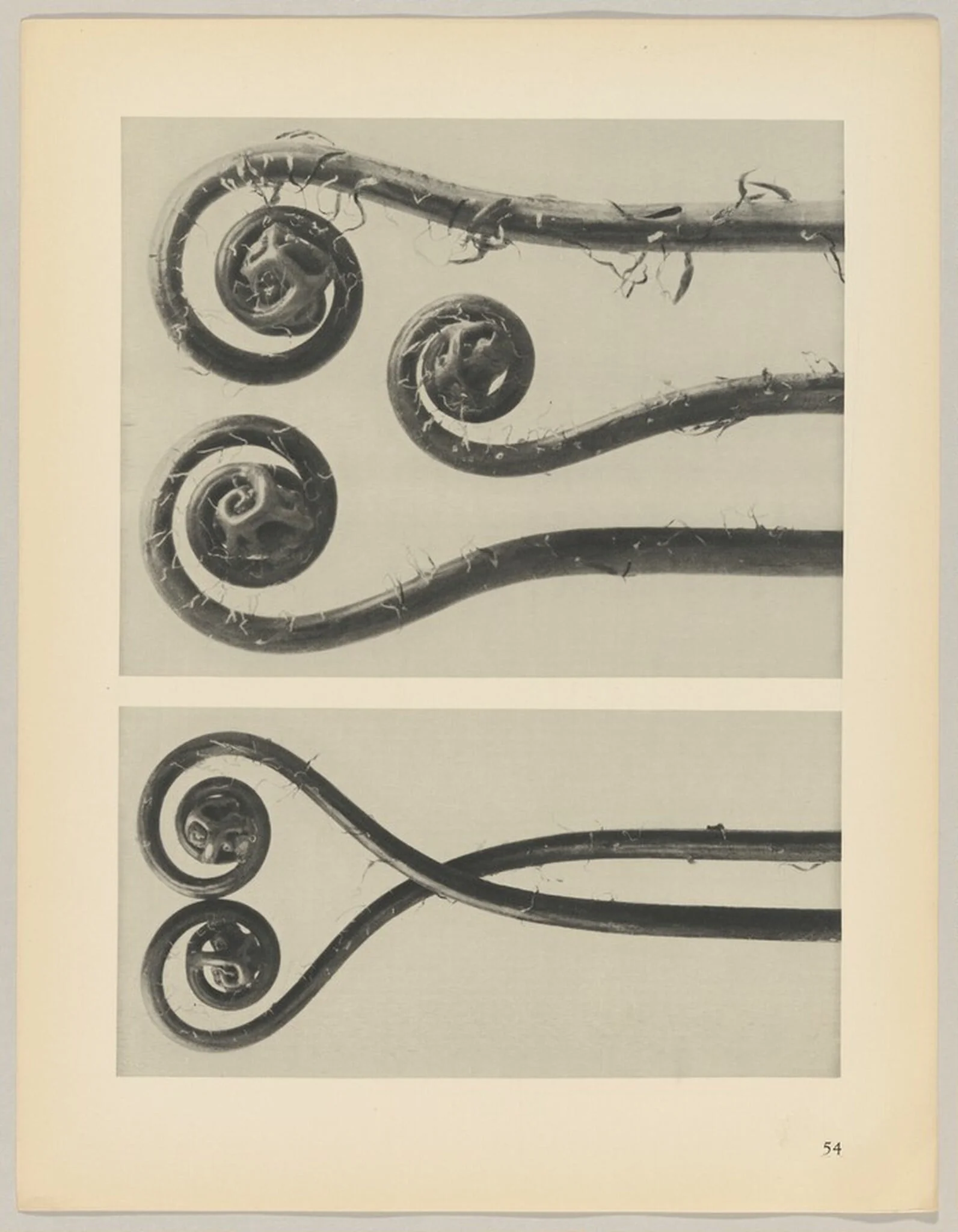 Adiantum pedatum, by Karl Blossfeldt, 1928
