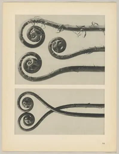 Adiantum pedatum