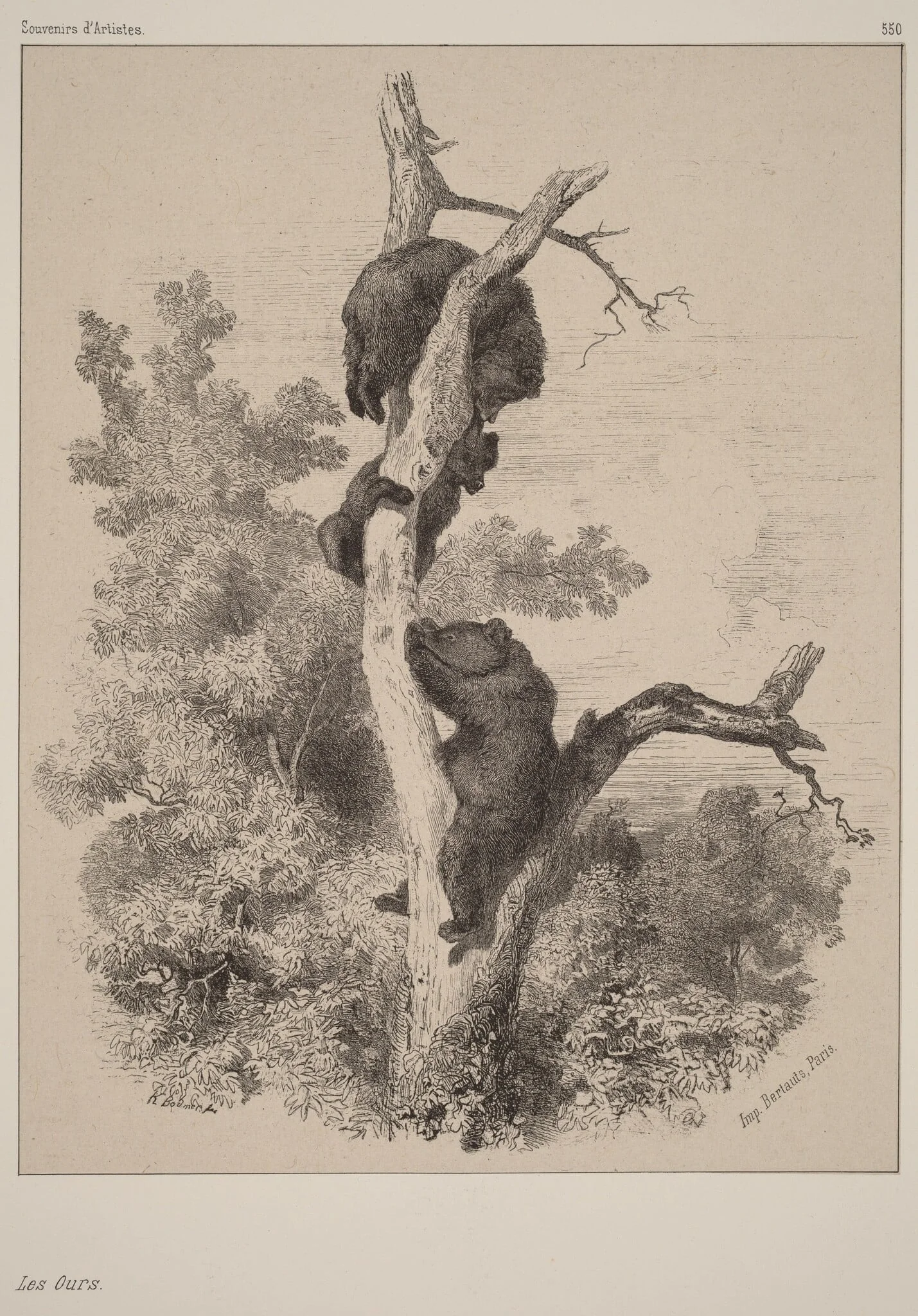Les ours, by Karl Bodmer, ink, 1851