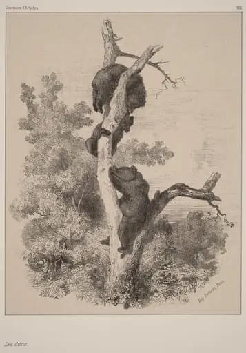 Les ours