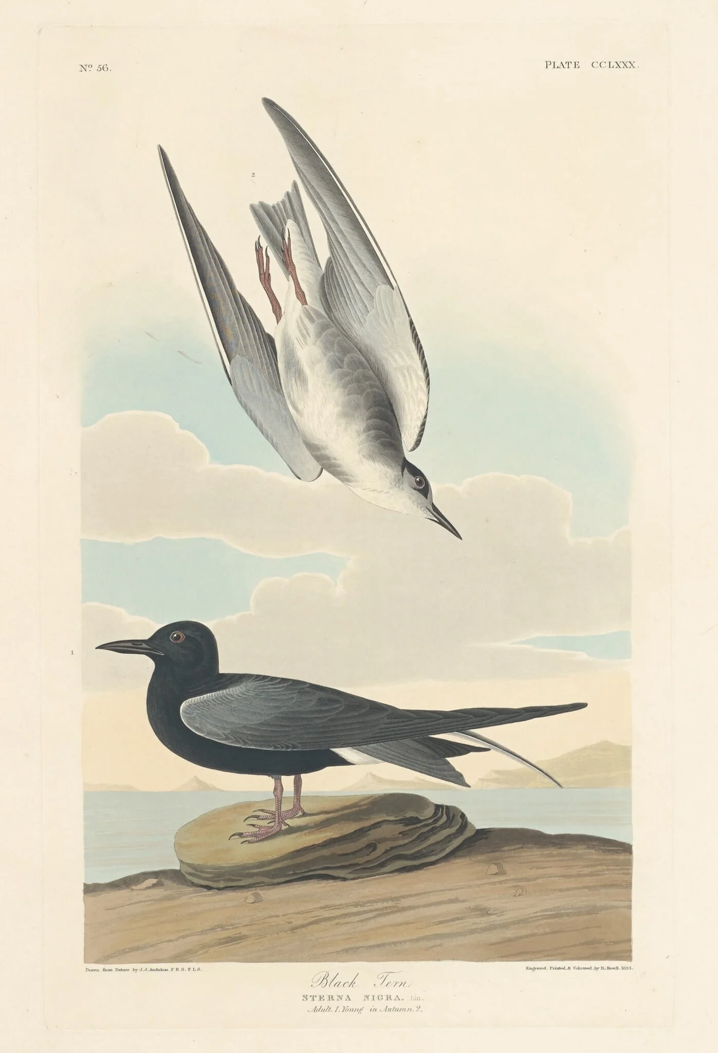 Black Tern, by Robert Havell Jr., ink, 1835